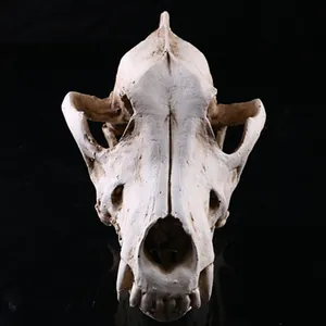 Resin animal skull model detail view, perfect for unique Halloween home decoration crafts.