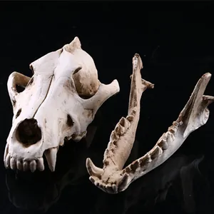 Resin animal skull model replica for Halloween decor, realistic wolf bone ornament props.