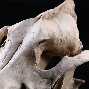 Close-up detail of resin animal skull replica showing realistic bone texture and finish.