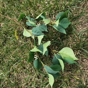Artificial bodhi leaf branch green plant for wedding home decor wall background supply.