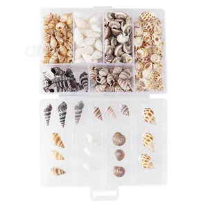 Detailed view of mixed natural seashells and conchs in a transparent plastic storage box.