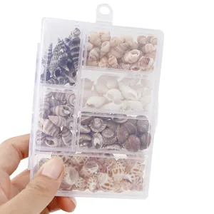 Close-up detail view of assorted natural spiral seashells neatly sorted in a clear box.