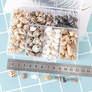 Close-up detail shot of assorted natural spiral seashells and conches with a measurement ruler.
