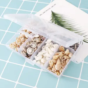 Natural mixed seashell conch set in transparent storage box for diy craft art decoration
