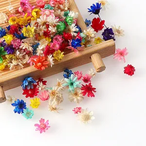 Colorful natural dried flower heads DIY craft small daisy botanical decor for handmade arts.