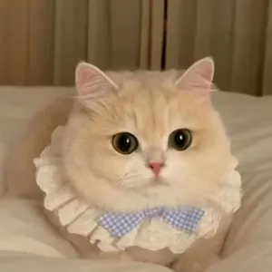 Chat mignon avec col en dentelle en gros plan, bavoir décoratif pour petits chiens et chats.