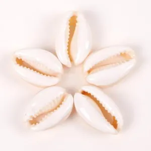 Cinque conchiglie di ciprea naturali lucidate a stella per la creazione di gioielli