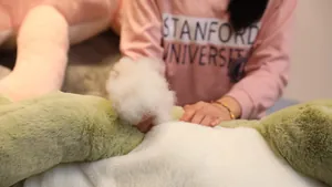 Détail du rembourrage blanc doux de qualité pour le coussin peluche crocodile géant