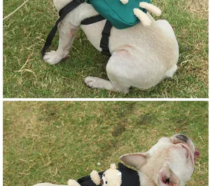 Close-up of a French Bulldog wearing a green turtle-shaped backpack and a black bear backpack.