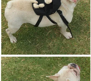 Close-up detail of a French Bulldog wearing a cute black pet backpack on a green lawn