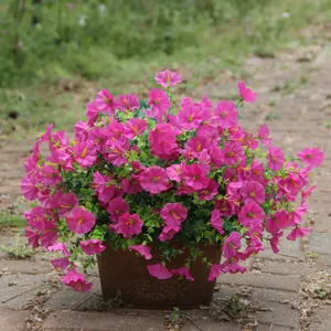 Detail view of pink artificial petunias in a brown pot outdoors on a stone path