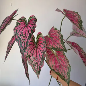 Detail of 3D printed artificial Caladium leaves with realistic pink and green texture