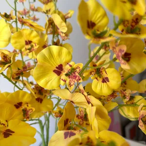 Macro detail of artificial yellow dancing lady orchid petals with realistic texture