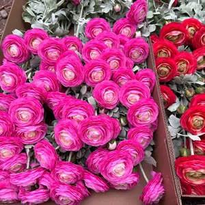 Detailed view of vibrant pink flocked artificial ranunculus flowers in a box.