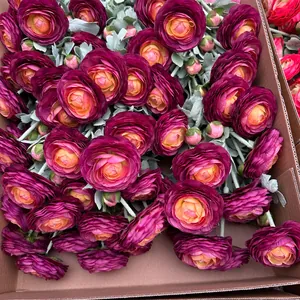 Macro view of flocked Persian Buttercup artificial flowers in deep magenta with yellow centers