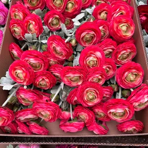 Close-up detail of vibrant pink flocked silk Ranunculus flowers with green centers for decor