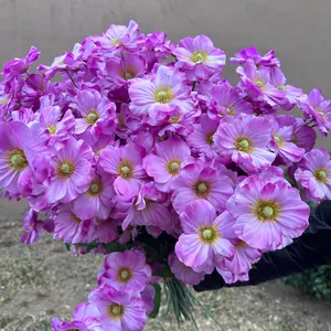 Nahaufnahme eines lebhaften 6-köpfigen künstlichen rosa Schmetterlingsblumenstraußes