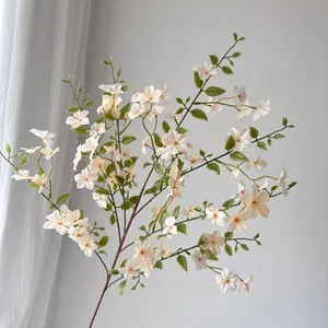 Vue détaillée d'une grande branche de Murraya Paniculata avec fleurs blanches réelles.