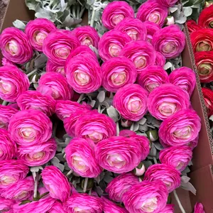 Detailed view of vibrant pink 2-head flocked Ranunculus silk flowers for home decor
