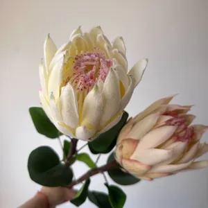 Primer plano de una flor de Protea artificial flocada con detalles de textura aterciopelada