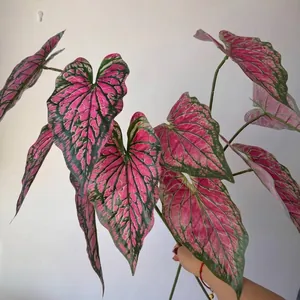 Lifelike 3D printed artificial pink caladium leaves plant for home wedding decor