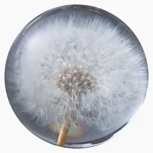 Beautiful real dandelion seed head preserved in a clear crystal glass sphere gift décor