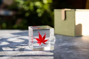 Gros plan détaillé d'une feuille d'érable rouge préservée dans un cube en résine limpide