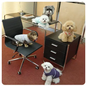 Group of small dogs wearing colorful quilted winter vests in a modern office setting