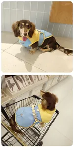 Close-up of a blue and yellow winter pet coat on a dog with adjustable belt.