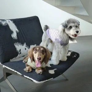 Zwei kleine Hunde tragen bequeme, elastische Haustier-Rollkragenpullover auf einem Stuhl
