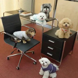 Five dogs wearing colorful sleeveless winter cotton vests in a modern office interior setting
