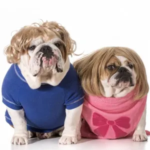 Pelucas divertidas para perros, estilos rubio rizado y marrón liso para Halloween