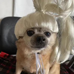 Peluca rubia divertida con cola de caballo para perros pequeños accesorio para disfraces