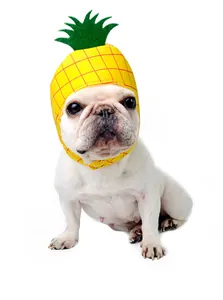 Französische Bulldogge mit lustigem Haustierhut im Ananas-Design auf weißem Grund