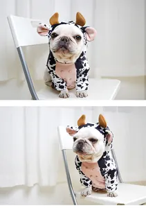 Detailed view of a French Bulldog wearing a cute spotted cow costume on a white chair
