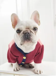 Detailed view of a stylish burgundy knit dog sweater with gold buttons worn by a bulldog