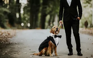 Formele zwarte honden-tuxedo bandana met vlinderdas gedragen door een grote hond