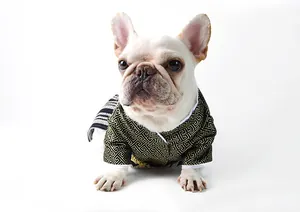 French Bulldog wearing a traditional Japanese samurai kimono pet outfit in gold and black