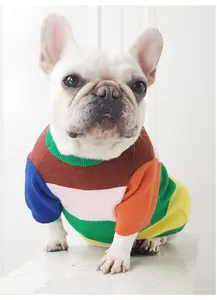 Close-up of a white French Bulldog wearing a colorful color-block knitted pet sweater