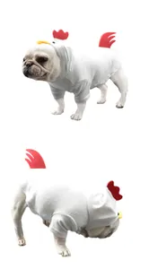 Funny chicken costume details on a french bulldog