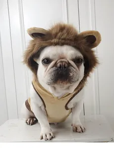 A close-up shot of a French Bulldog wearing a cute brown lion mane pet costume hoodie.