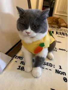Close-up of a cat wearing a yellow knitted pet sweater with carrot applique