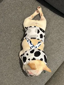 Detailed view of French Bulldog wearing cow print cooling vest and collar set on sofa