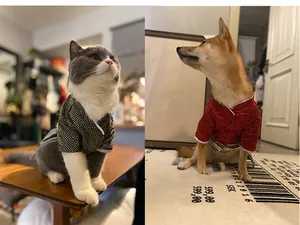 Cat and dog wearing creative Japanese kimono samurai pet outfits in home setting