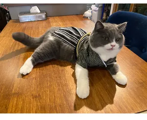 British Shorthair cat wearing a Japanese samurai style kimono costume on a table