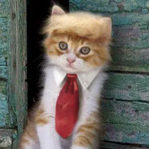 Detail view of a funny cat cosplay costume with Trump style blonde wig and red tie