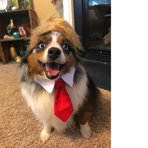 Close-up of dog wearing blonde Trump style wig and red necktie for cosplay.