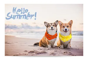 Due cani Corgi che indossano bandane rinfrescanti colorate su una spiaggia estiva