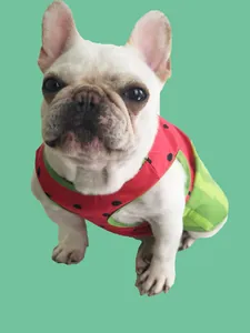 Lindo Bulldog Francés con un chaleco refrigerante de verano con estampado de sandía