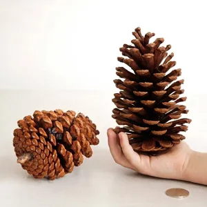 Natural 15cm large American pine cone for Christmas home decor and DIY floral crafts